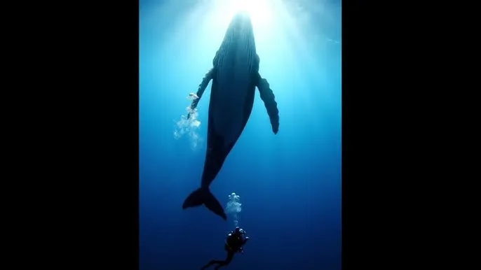 长津湖免费完整观看 - 深蓝星球：探索海洋深处的未知世界
